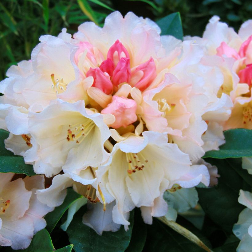 Rhododendron yakushimanum Golden Torch (Blüte)