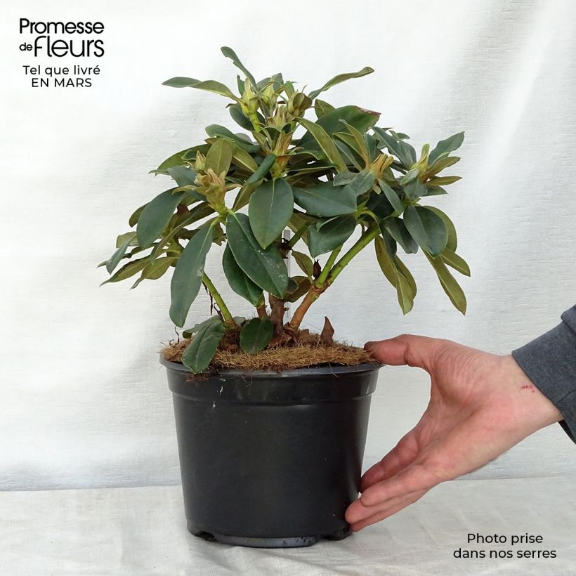 Exemplar von Rhododendron yakushimanum Golden Torch Topf mit 3L/4LGelieferte Höhe ca. 20/30cm wie im Frühjahr geliefert