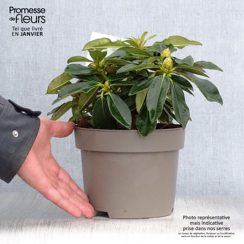 Exemplar von Rhododendron Golden Torch - Rhododendron nain Pot de 3L/4L wie im Winter geliefert