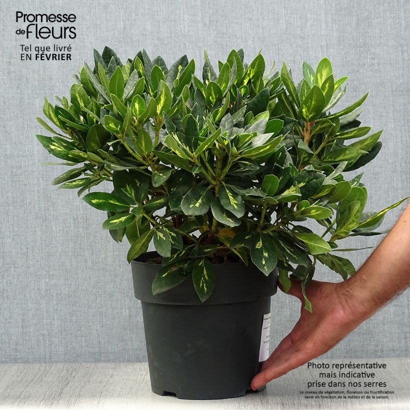 Exemplar von Rhododendron Goldflimmer Pot de 3L/4L wie im Herbst geliefert