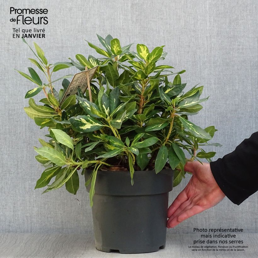 Exemplar von Rhododendron Goldflimmer Pot de 3L/4L wie im Winter geliefert