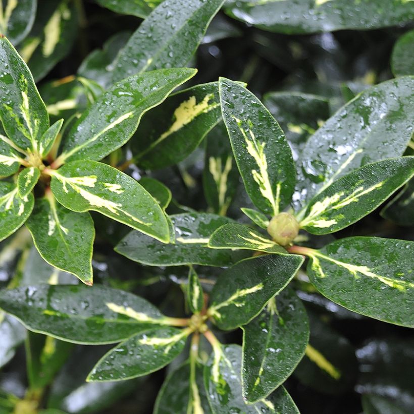 Rhododendron Goldflimmer (Laub)