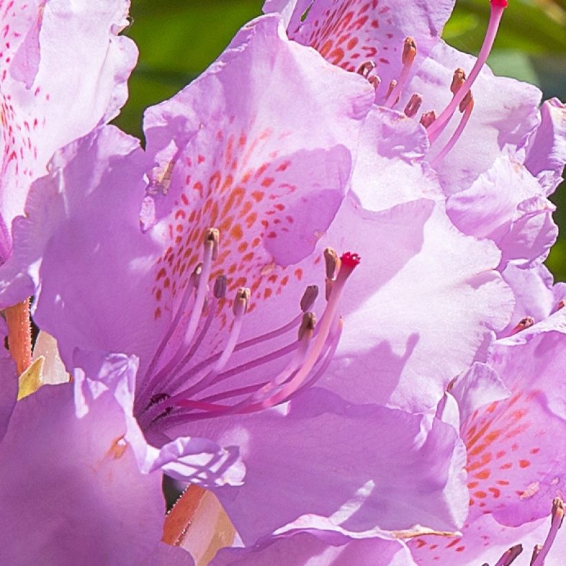 Rhododendron Goldflimmer (Blüte)