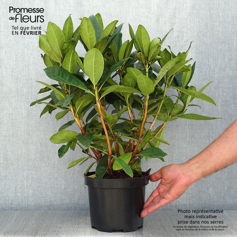 Exemplar von Rhododendron Gomer Waterer en pot de 4L/5L wie im Herbst geliefert