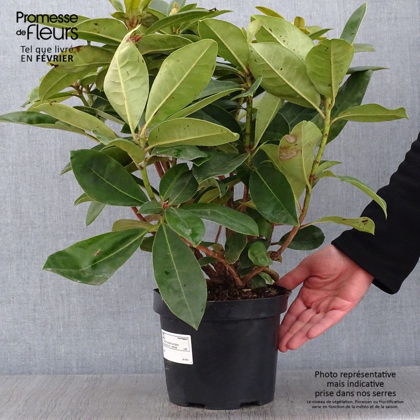 Exemplar von Rhododendron Gomer Waterer en pot de 4L/5L wie im Winter geliefert