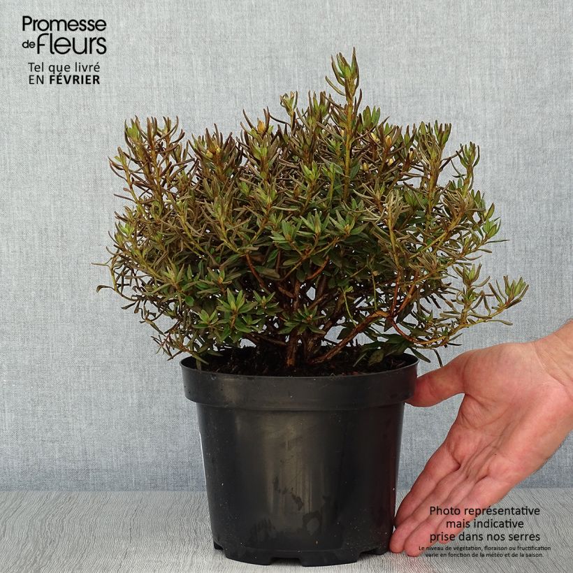 Exemplar von Rhododendron Gristede Pot de 2L/3L wie im Herbst geliefert