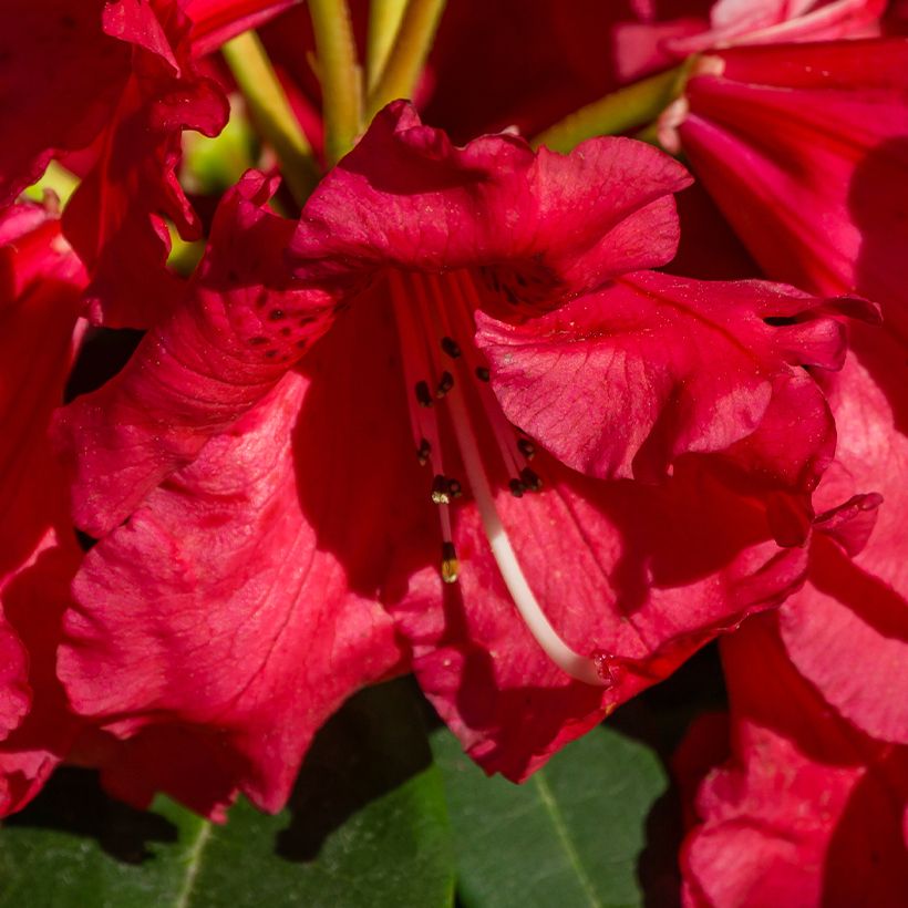 Rhododendron Halfdan Lem (Blüte)