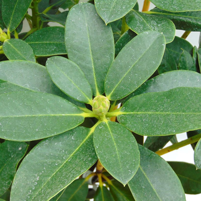 Rhododendron Horizon Monarch (Laub)