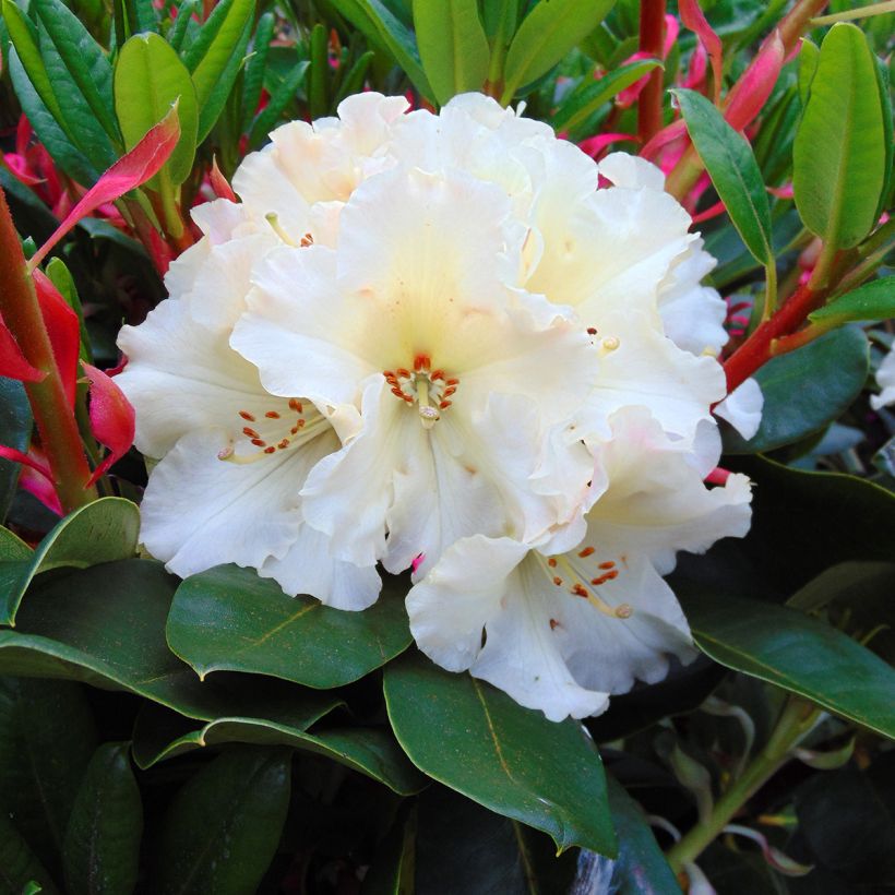 Rhododendron Horizon Monarch (Blüte)