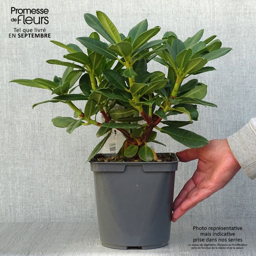 Exemplar von Rhododendron Horizon Monarch - Grand Rhododendron Pot de 4L/5L wie im Herbst geliefert