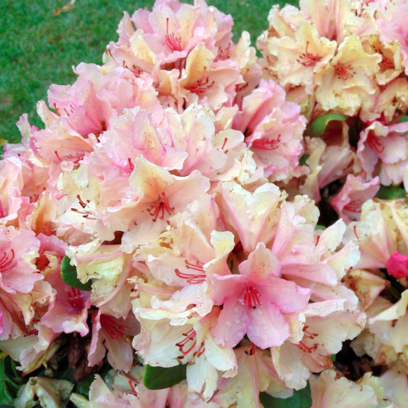 Rhododendron INKARHO Brasilia (Blüte)