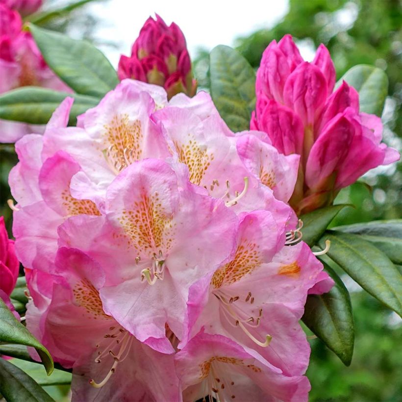 Rhododendron INKARHO Brigitte (Blüte)