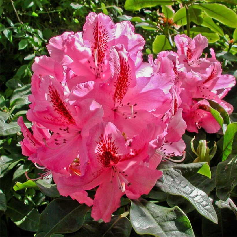 Rhododendron INKARHO Furnivall's Daughter. (Blüte)