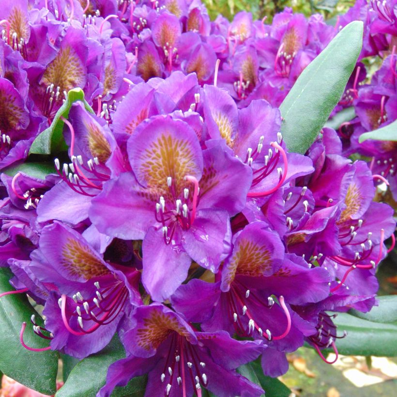 Rhododendron INKARHO Marcel Ménard (Blüte)