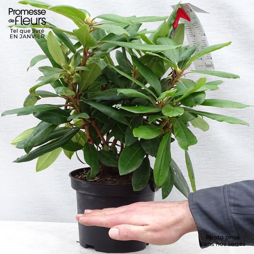 Exemplar von Rhododendron Inkarho Marcel Ménard Pot de 4L wie im Winter geliefert