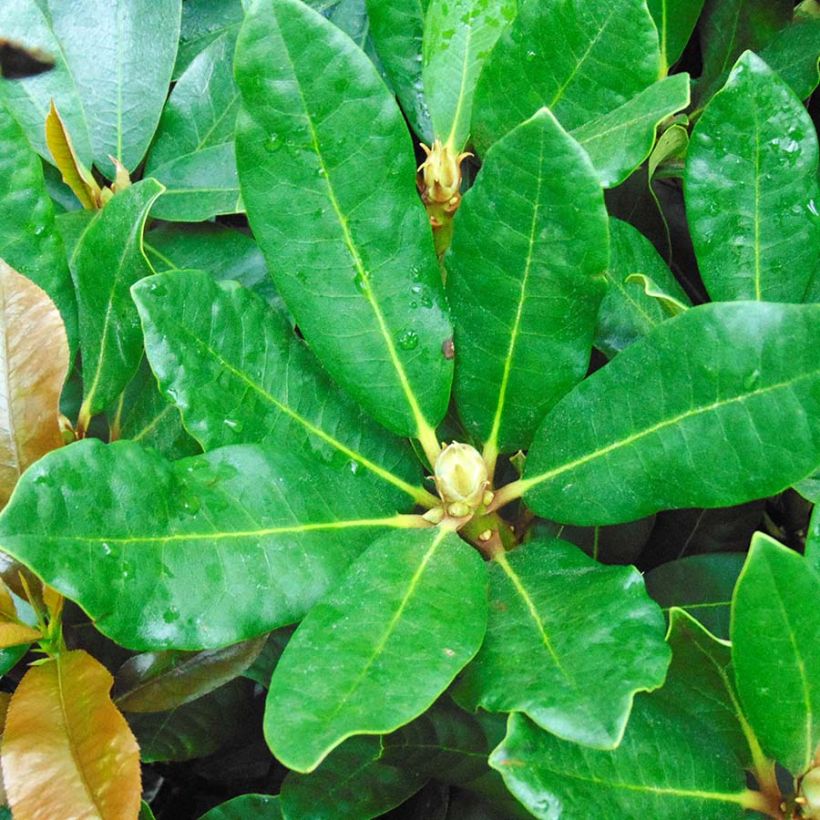 Rhododendron INKARHO Nova Zembla (Laub)