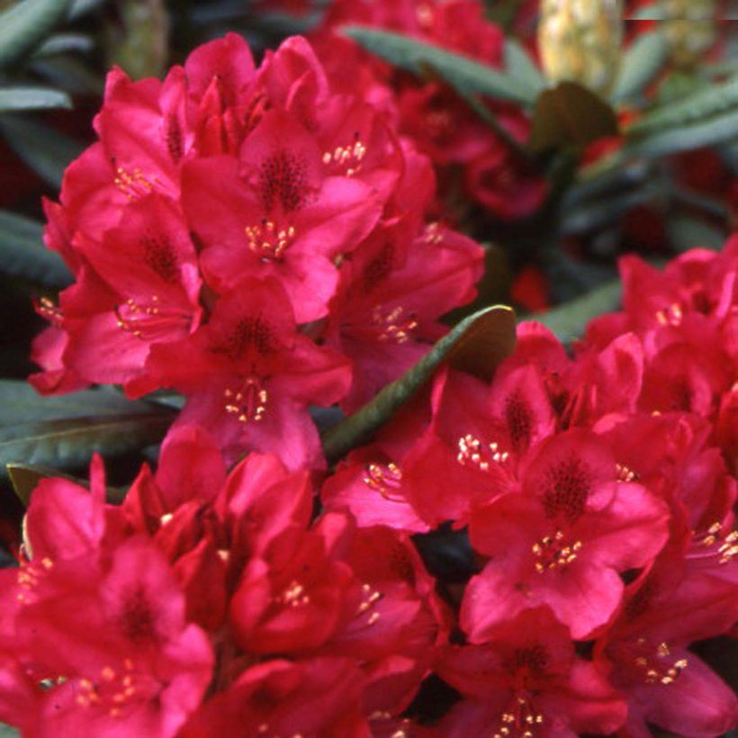 Rhododendron INKARHO Nova Zembla (Blüte)