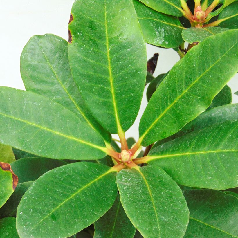 Rhododendron Lem's Monarch (Laub)