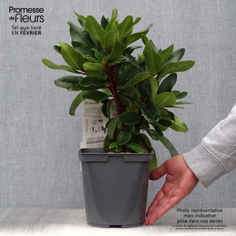 Exemplar von Rhododendron Lem's Monarch - Grand Rhododendron Pot de 7.5L/10L wie im Herbst geliefert