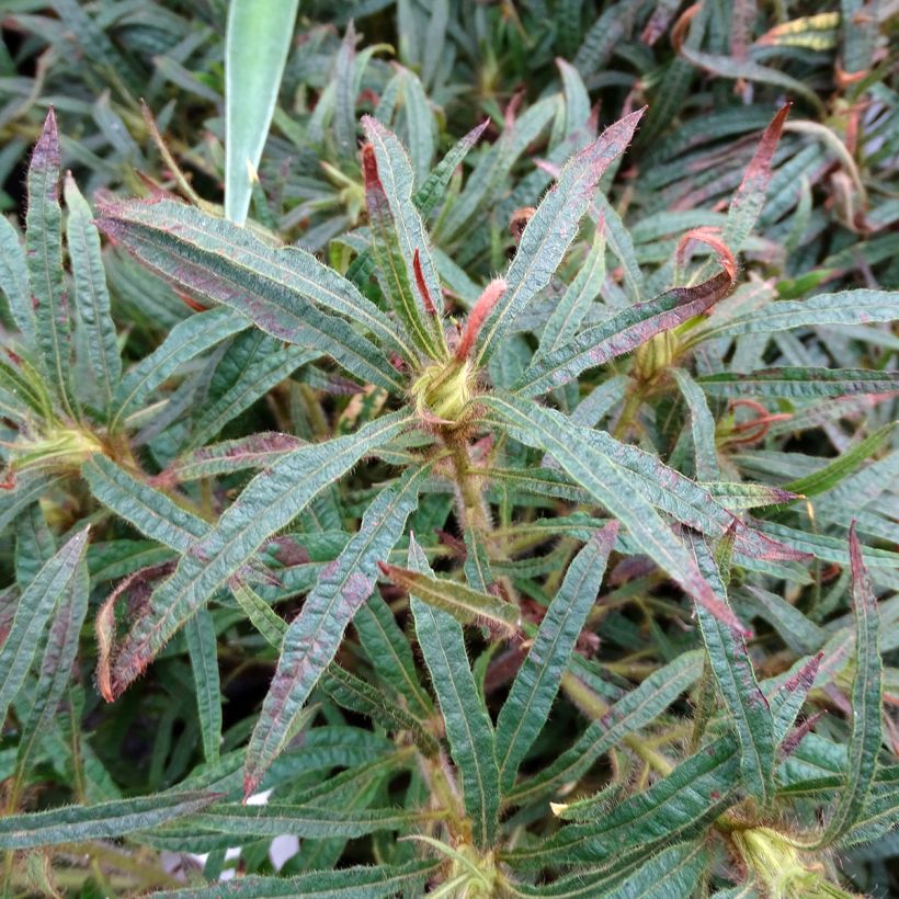 Rhododendron macrosepalum Linearifolium (Laub)