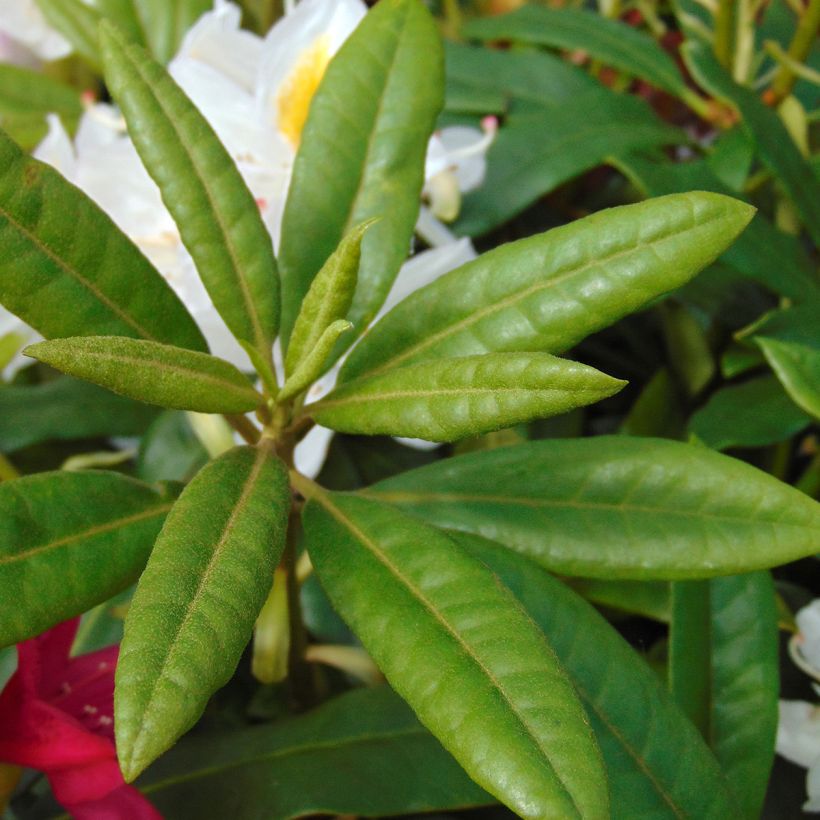 Rhododendron Madame Masson (Laub)