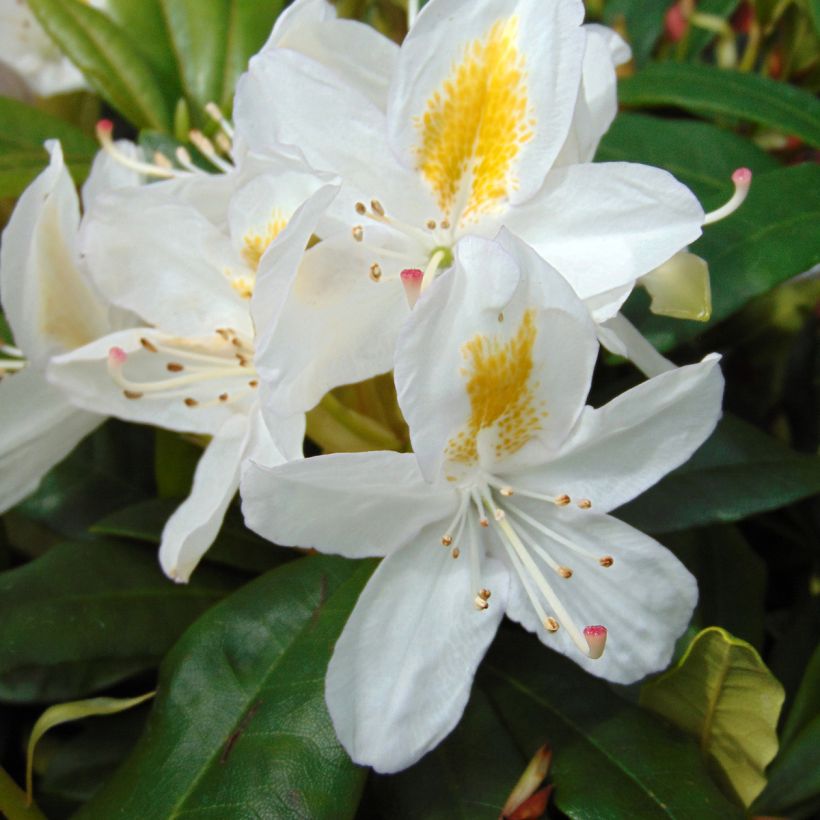 Rhododendron Madame Masson (Blüte)