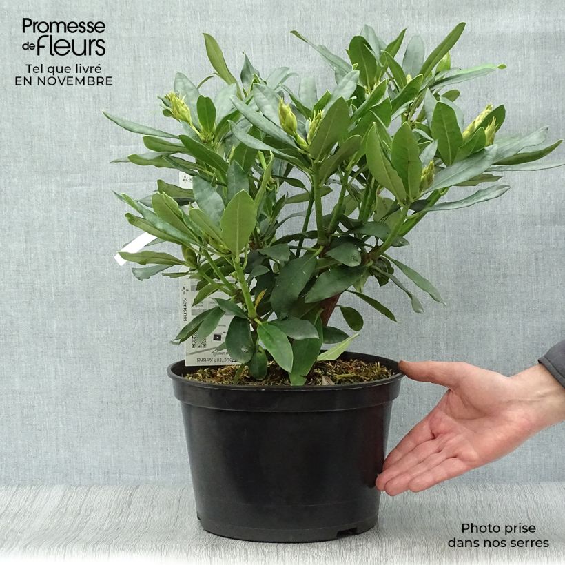 Exemplar von Rhododendron Madame Masson - Grand Rhododendron Pot de 4L/5L wie im Herbst geliefert