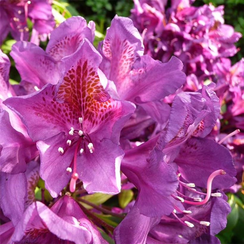 Rhododendron Marcel Ménard (Blüte)