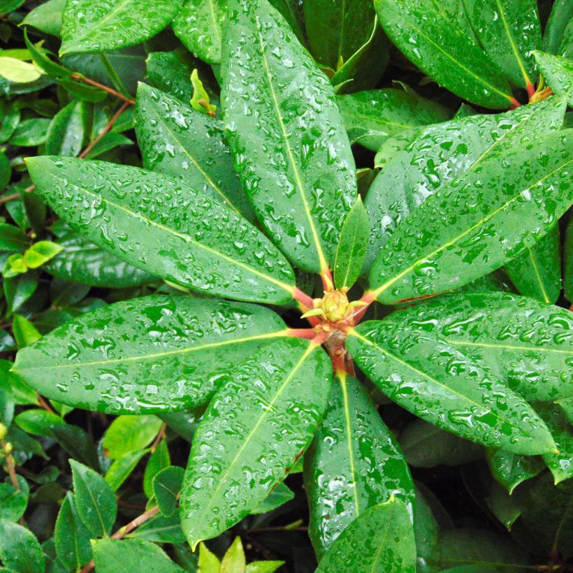 Rhododendron Melville (Laub)