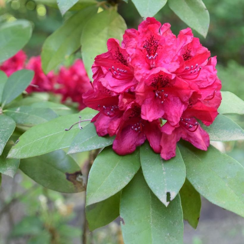 Rhododendron Moser's Maroon (Laub)