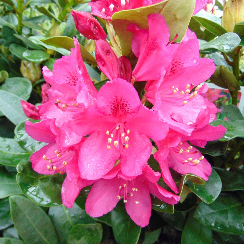 Rhododendron Nova Zembla (Blüte)