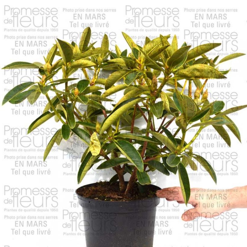 Beispiel eines Exemplars von Rhododendron Olga - Grand Rhododendron Pot de 4L/5L wie geliefert