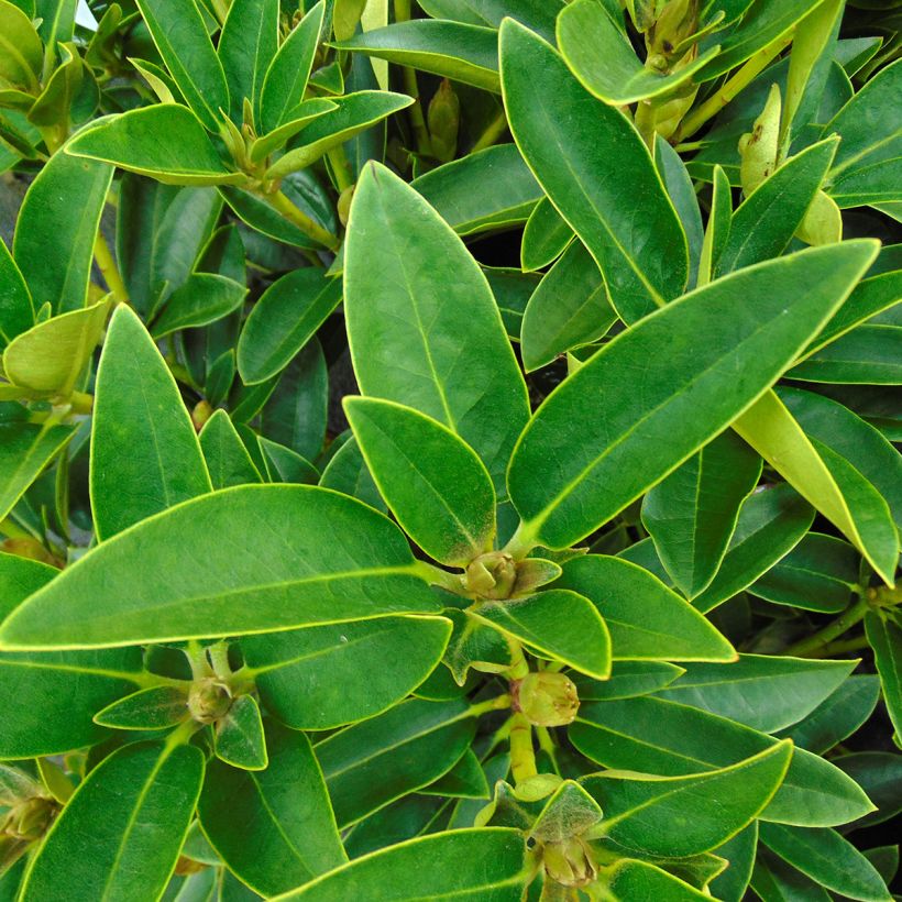 Rhododendron Olga (Laub)