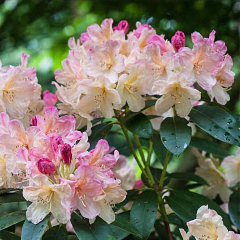 Rhododendron yakushimanum Percy Wiseman (Blüte)