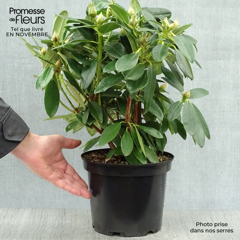 Exemplar von Rhododendron Percy Wiseman - Rhododendron nain  Pot de 3L/4L wie im Herbst geliefert