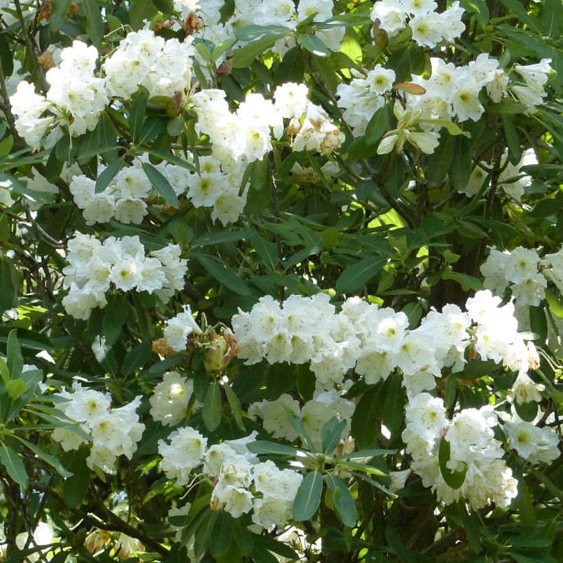 Rhododendron Polar Bear (Blüte)