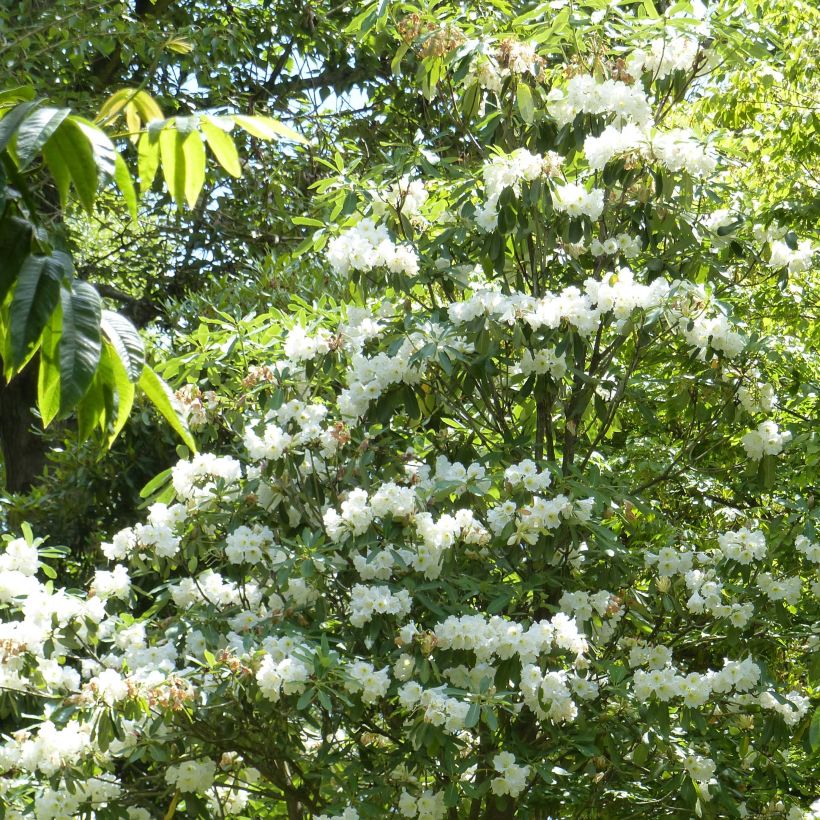 Rhododendron Polar Bear (Hafen)