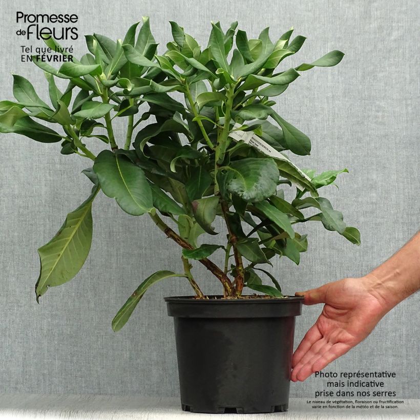 Exemplar von Rhododendron Polar Bear Pot de 4L/5L wie im Herbst geliefert