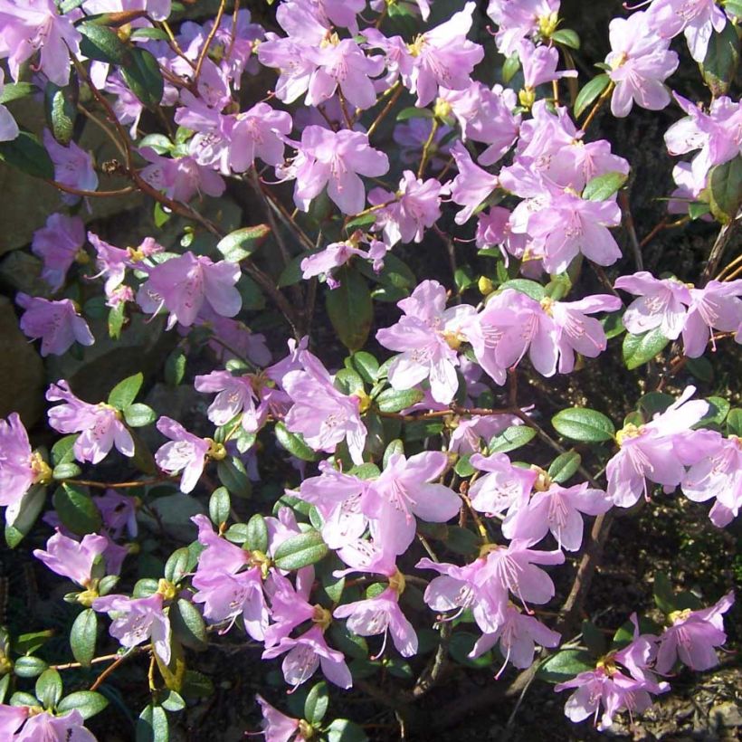 Rhododendron Praecox (Blüte)