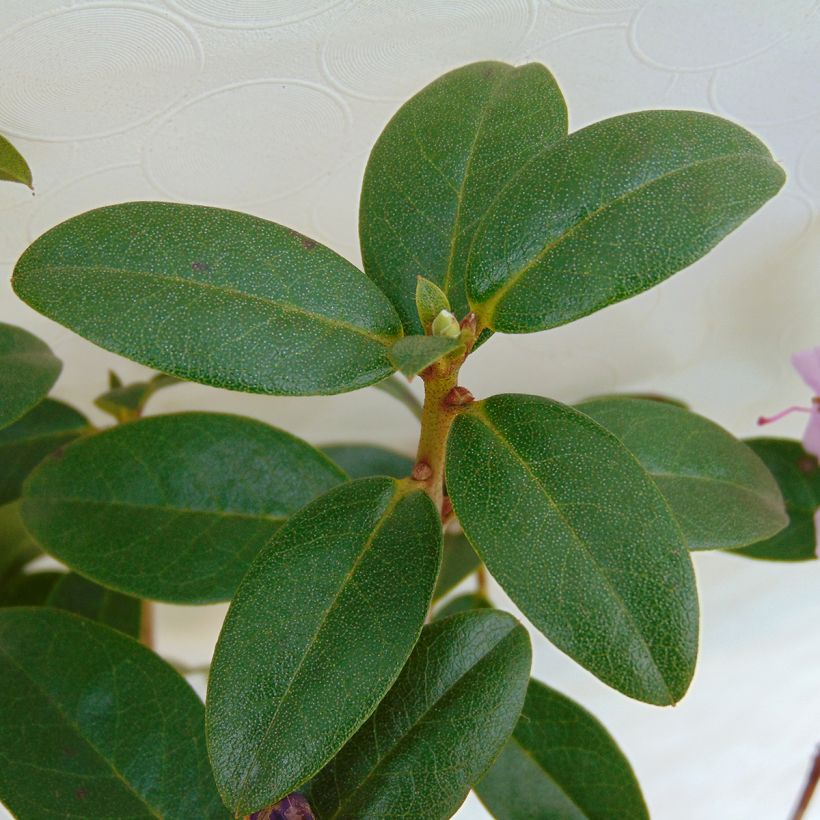 Rhododendron Praecox (Laub)