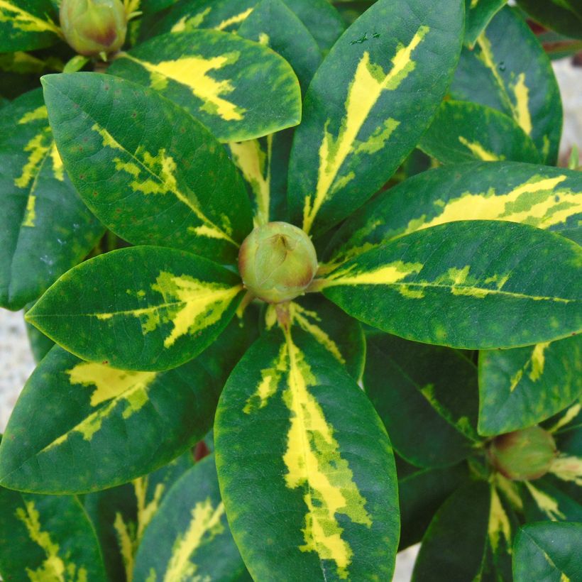 Rhododendron Président Roosevelt (Laub)