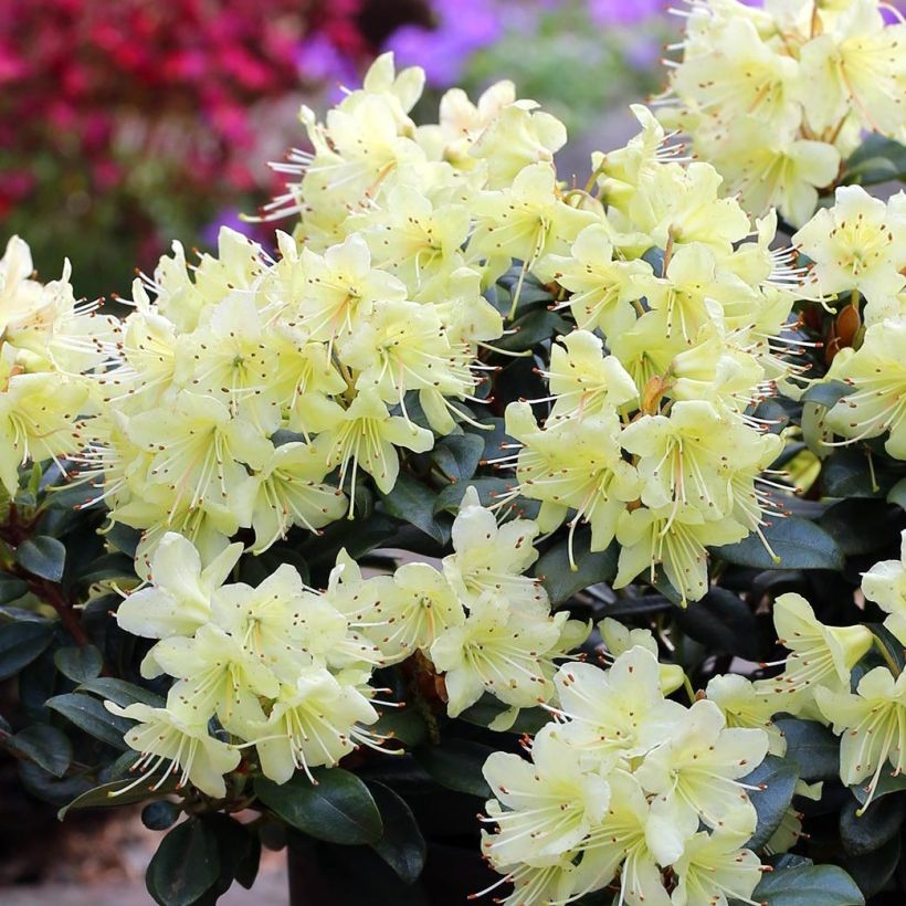 Rhododendron Princess Anne (Blüte)