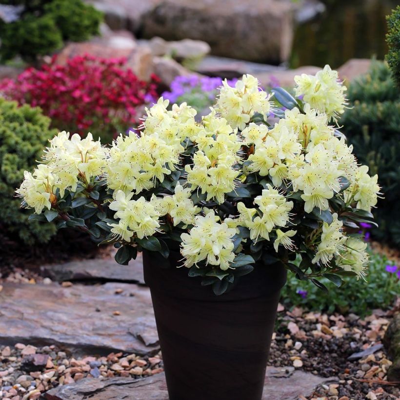 Rhododendron Princess Anne (Hafen)