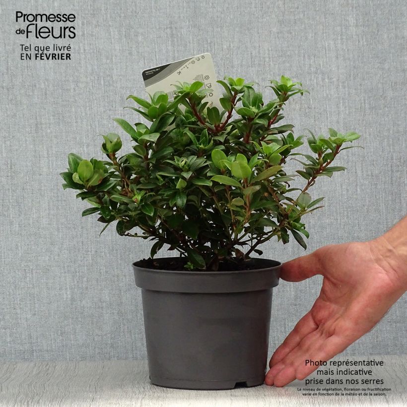 Exemplar von Rhododendron Princess Anne - Rhododendron nain Pot de 2L wie im Herbst geliefert