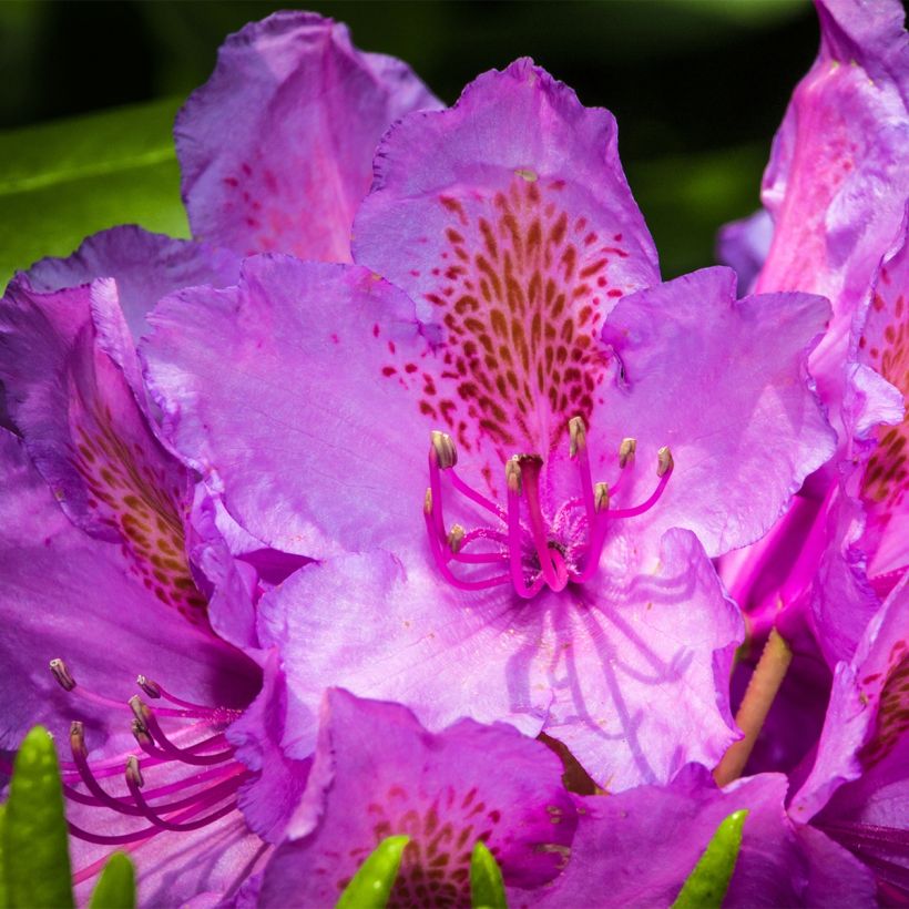 Rhododendron Red Eye (Blüte)