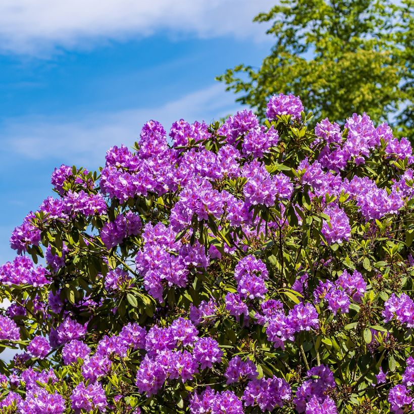 Rhododendron Red Eye (Hafen)