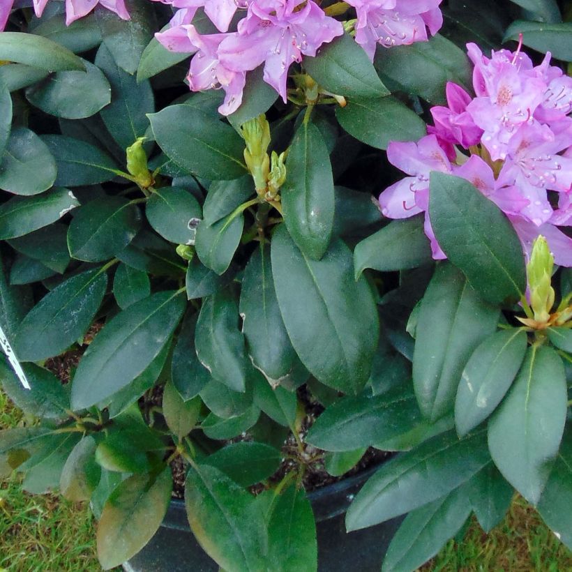 Rhododendron catawbiense Roseum Elegans (Laub)