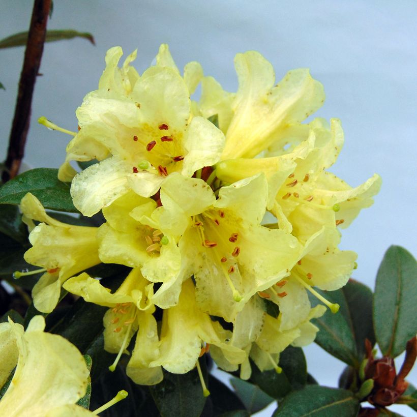 Rhododendron Saffron Queen (Blüte)