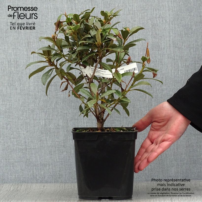 Exemplar von Rhododendron Saffron Queen - Rhododendron nain Pot de 3L/4L wie im Winter geliefert