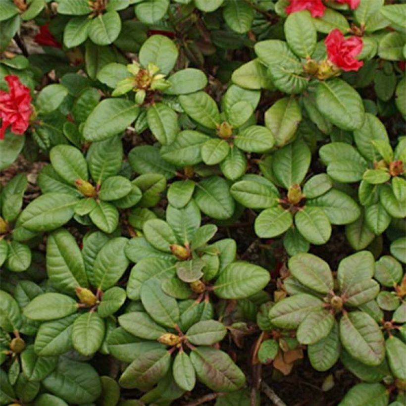 Rhododendron Scarlet Wonder (Laub)